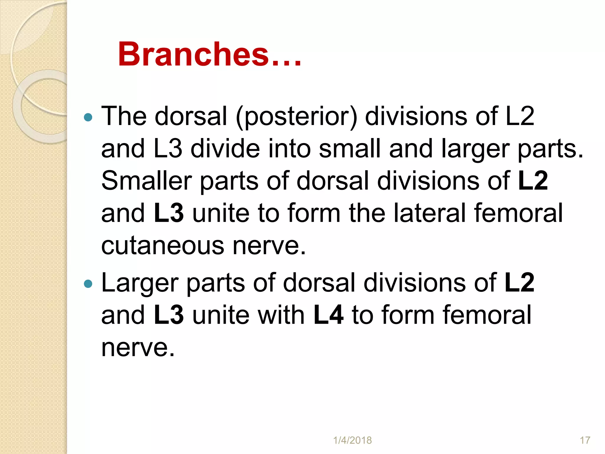 Branches…
 The dorsal (posterior) divisions of L2
and L3 divide into small and larger parts.
Smaller parts of dorsal divisions of L2
and L3 unite to form the lateral femoral
cutaneous nerve.
 Larger parts of dorsal divisions of L2
and L3 unite with L4 to form femoral
nerve.
1/4/2018 17
 