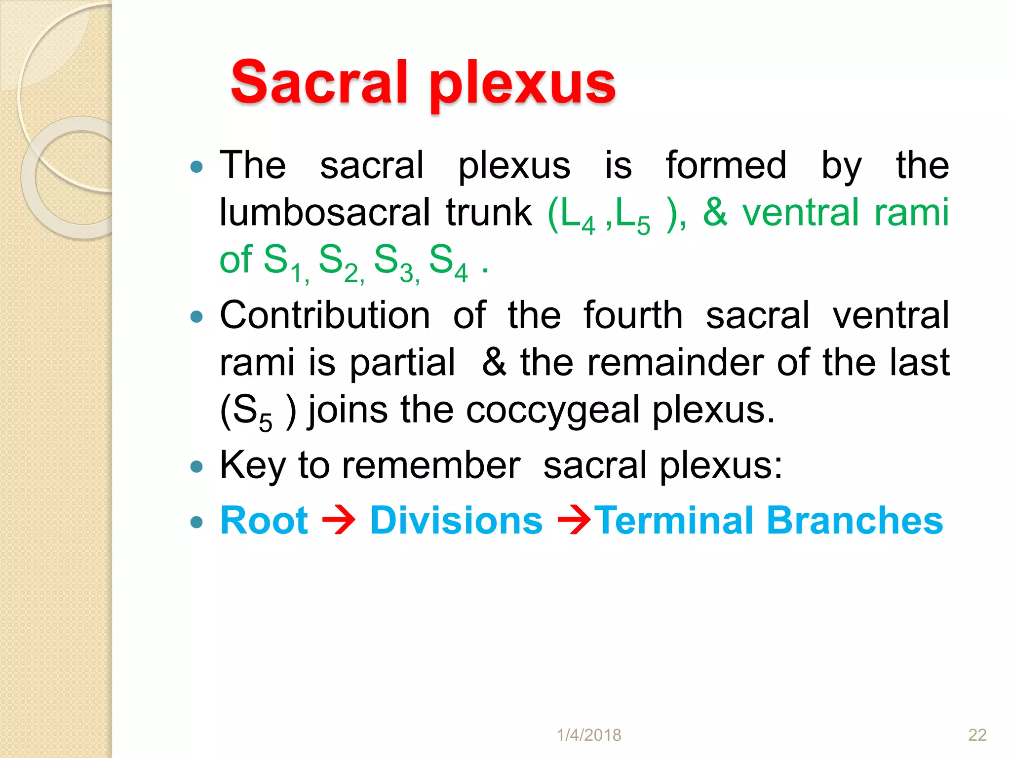 Sacral plexus
 The sacral plexus is formed by the
lumbosacral trunk (L4 ,L5 ), & ventral rami
of S1, S2, S3, S4 .
 Contribution of the fourth sacral ventral
rami is partial & the remainder of the last
(S5 ) joins the coccygeal plexus.
 Key to remember sacral plexus:
 Root  Divisions Terminal Branches
1/4/2018 22
 