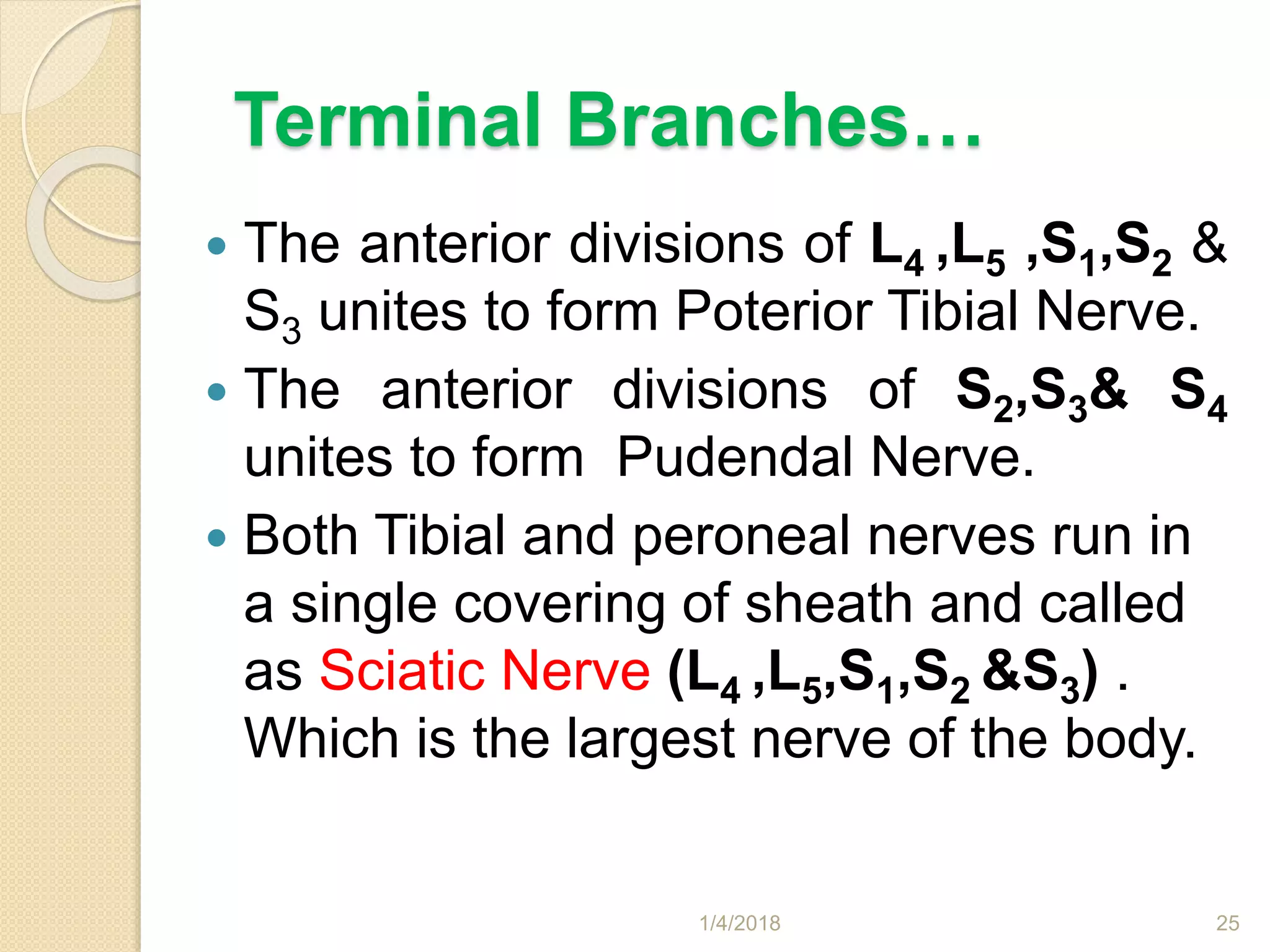 Terminal Branches…
 The anterior divisions of L4 ,L5 ,S1,S2 &
S3 unites to form Poterior Tibial Nerve.
 The anterior divisions of S2,S3& S4
unites to form Pudendal Nerve.
 Both Tibial and peroneal nerves run in
a single covering of sheath and called
as Sciatic Nerve (L4 ,L5,S1,S2 &S3) .
Which is the largest nerve of the body.
1/4/2018 25
 