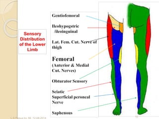 Sensory
Distribution
of the Lower
Limb
L.S Plexus by. IM. 12-08-2014 10
 