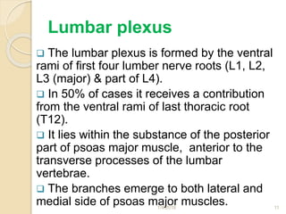 Lumbar plexus
 The lumbar plexus is formed by the ventral
rami of first four lumber nerve roots (L1, L2,
L3 (major) & part of L4).
 In 50% of cases it receives a contribution
from the ventral rami of last thoracic root
(T12).
 It lies within the substance of the posterior
part of psoas major muscle, anterior to the
transverse processes of the lumbar
vertebrae.
 The branches emerge to both lateral and
medial side of psoas major muscles.1/4/2018 11
 