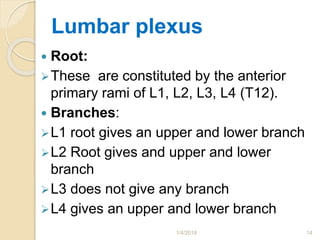 Lumbar plexus
 Root:
These are constituted by the anterior
primary rami of L1, L2, L3, L4 (T12).
 Branches:
L1 root gives an upper and lower branch
L2 Root gives and upper and lower
branch
L3 does not give any branch
L4 gives an upper and lower branch
1/4/2018 14
 
