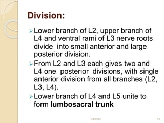 Division:
Lower branch of L2, upper branch of
L4 and ventral rami of L3 nerve roots
divide into small anterior and large
posterior division.
From L2 and L3 each gives two and
L4 one posterior divisions, with single
anterior division from all branches (L2,
L3, L4).
Lower branch of L4 and L5 unite to
form lumbosacral trunk
1/4/2018 15
 