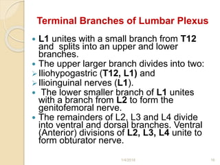 Terminal Branches of Lumbar Plexus
 L1 unites with a small branch from T12
and splits into an upper and lower
branches.
 The upper larger branch divides into two:
Iliohypogastric (T12, L1) and
Ilioinguinal nerves (L1).
 The lower smaller branch of L1 unites
with a branch from L2 to form the
genitofemoral nerve.
 The remainders of L2, L3 and L4 divide
into ventral and dorsal branches. Ventral
(Anterior) divisions of L2, L3, L4 unite to
form obturator nerve.
1/4/2018 16
 