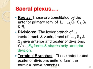 Sacral plexus….
 Roots: These are constituted by the
anterior primary rami of L4 , L5, S1, S2, S3,
& S4
 Divisions: The lower branch of L4
ventral rami & ventral rami of L5 , S1 &
S2 give anterior and posterior divisions.
While S3 forms & shares only anterior
division.
 Terminal Branches: These anterior and
posterior divisions unite to form the
terminal nerve branches.1/4/2018 23
 