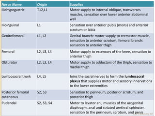 Nerve Name Origin Supplies
Iliohypogastric T12,L1 Motor supply to internal oblique, transverses
muscles, sensation over lower anterior abdominal
wall
Ilioinguinal L1 Sensation over anterior pubis (mons) and anterior
scrotum or labia
Genitofemoral L1, L2 Genital branch: motor supply to cremastor muscle,
sensation to anterior scrotum; femoral branch:
sensation to anterior thigh
Femoral L2, L3, L4 Motor supply to extensors of the knee, sensation to
anterior thigh
Obturator L2, L3, L4 Motor supply to adductors of the thigh, sensation to
medial thigh
Lumbosacral trunk L4, L5 Joins the sacral nerves to form the lumbosacral
plexus that supplies motor and sensory innervations
to the lower extremities
Posterior femoral
cutaneous
S2, S3 Sensation to perineum, posterior scrotum, and
posterior thigh
Pudendal S2, S3, S4 Motor to levator ani, muscles of the urogenital
diaphragm, anal and striated urethral sphincter,
sensation to the perineum, scrotum, and penisL.S Plexus by IM
 
