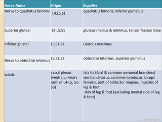 12/08/2014
Nerve Name Origin Supplies
Nerve to quadratus femoris
L4,L5,S1
quadratus femoris, inferior gemellus
Superior gluteal L4,L5,S1 gluteus medius & minimus, tensor fasciae latae
Inferior gluatel L5,S1,S2 Gluteus maximus
Nerve to obturator internus
L5,S1,S2 obturator internus, superior gemellus
sciatic
sacral plexus
(ventral primary
rami of L4-L5, S1-
S3)
(via its tibial & common peroneal branches)
semitendinosus, semimembranosus, biceps
femoris, part of adductor magnus, muscles of
leg & foot
skin of leg & foot (excluding medial side of leg
& foot)
L.S Plexus by IM
 