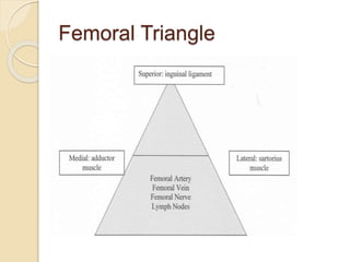 Femoral Triangle
 