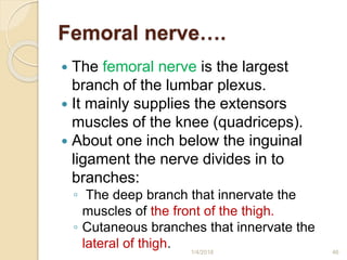 Femoral nerve….
 The femoral nerve is the largest
branch of the lumbar plexus.
 It mainly supplies the extensors
muscles of the knee (quadriceps).
 About one inch below the inguinal
ligament the nerve divides in to
branches:
◦ The deep branch that innervate the
muscles of the front of the thigh.
◦ Cutaneous branches that innervate the
lateral of thigh. 1/4/2018 46
 