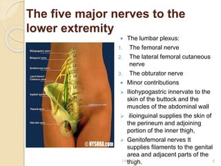 The five major nerves to the
lower extremity
 The lumbar plexus:
1. The femoral nerve
2. The lateral femoral cutaneous
nerve
3. The obturator nerve
 Minor contributions
 Iliohypogastric innervate to the
skin of the buttock and the
muscles of the abdominal wall
 ilioinguinal supplies the skin of
the perineum and adjoining
portion of the inner thigh,
 Genitofemoral nerves It
supplies filaments to the genital
area and adjacent parts of the
thigh.1/4/2018 6
 