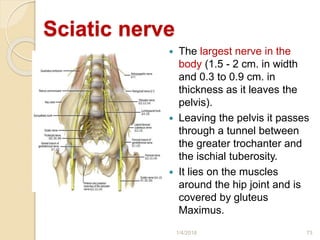 Sciatic nerve
 The largest nerve in the
body (1.5 - 2 cm. in width
and 0.3 to 0.9 cm. in
thickness as it leaves the
pelvis).
 Leaving the pelvis it passes
through a tunnel between
the greater trochanter and
the ischial tuberosity.
 It lies on the muscles
around the hip joint and is
covered by gluteus
Maximus.
1/4/2018 73
 