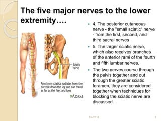 The five major nerves to the lower
extremity….  4. The posterior cutaneous
nerve - the "small sciatic" nerve
- from the first, second, and
third sacral nerves
 5. The larger sciatic nerve,
which also receives branches
of the anterior rami of the fourth
and fifth lumbar nerves.
 The two nerves course through
the pelvis together and out
through the greater sciatic
foramen, they are considered
together when techniques for
blocking the sciatic nerve are
discussed.
1/4/2018 8
 