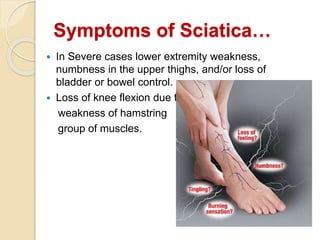 Symptoms of Sciatica…
 In Severe cases lower extremity weakness,
numbness in the upper thighs, and/or loss of
bladder or bowel control.
 Loss of knee flexion due to
weakness of hamstring
group of muscles.
 