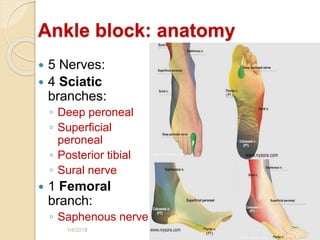 Ankle block: anatomy
 5 Nerves:
 4 Sciatic
branches:
◦ Deep peroneal
◦ Superficial
peroneal
◦ Posterior tibial
◦ Sural nerve
 1 Femoral
branch:
◦ Saphenous nerve
1/4/2018 94
 