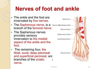 Nerves of foot and ankle
 The ankle and the foot are
innervated by five nerves.
 The Saphenous nerve, is a
branch of the femoral nerve
 The Saphenous nerves
provides sensory
innervation to the medial
aspect of the ankle and the
foot.
 The remaining four, the
tibial, sural, deep peroneal
and superficial peroneal, are
branches of the sciatic
nerve.
1/4/2018 95
 
