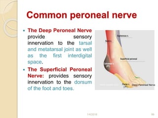 Common peroneal nerve
 The Deep Peroneal Nerve
provide sensory
innervation to the tarsal
and metatarsal joint as well
as the first interdigital
space.
 The Superficial Peroneal
Nerve: provides sensory
innervation to the dorsum
of the foot and toes.
1/4/2018 99
Deep Peroneal Nerve
 