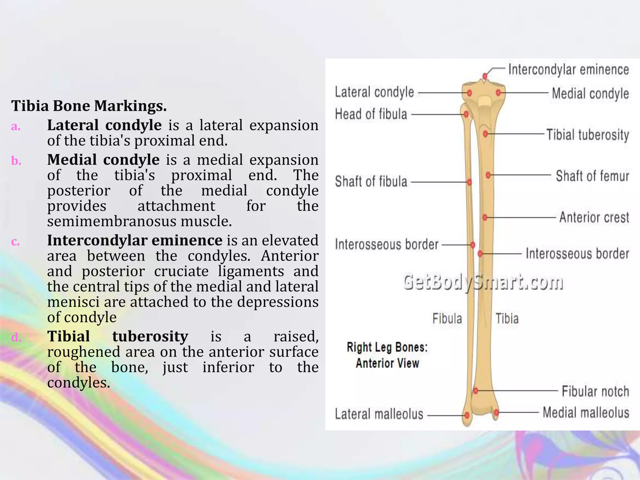 Lower limb bones | PPSX