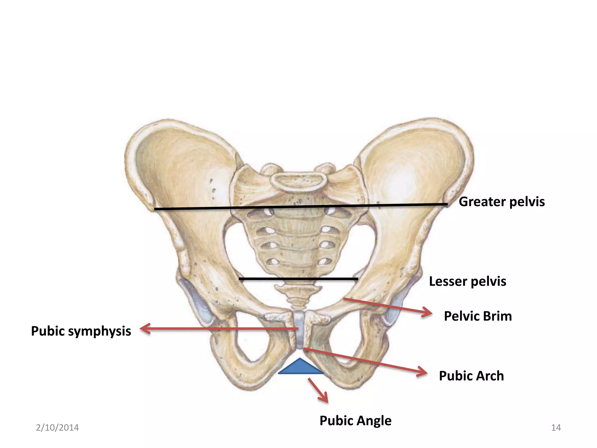 Greater pelvis

Lesser pelvis
Pelvic Brim
Pubic symphysis
Pubic Arch

2/10/2014

Pubic Angle

14

 