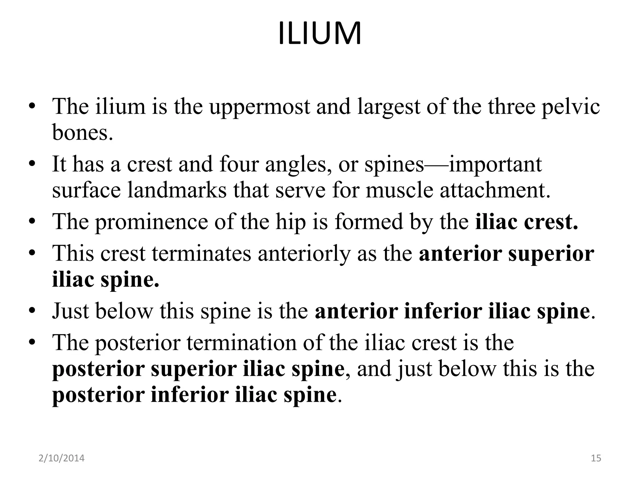 ILIUM
• The ilium is the uppermost and largest of the three pelvic
bones.
• It has a crest and four angles, or spines—important
surface landmarks that serve for muscle attachment.
• The prominence of the hip is formed by the iliac crest.
• This crest terminates anteriorly as the anterior superior
iliac spine.
• Just below this spine is the anterior inferior iliac spine.
• The posterior termination of the iliac crest is the
posterior superior iliac spine, and just below this is the
posterior inferior iliac spine.
2/10/2014

15

 