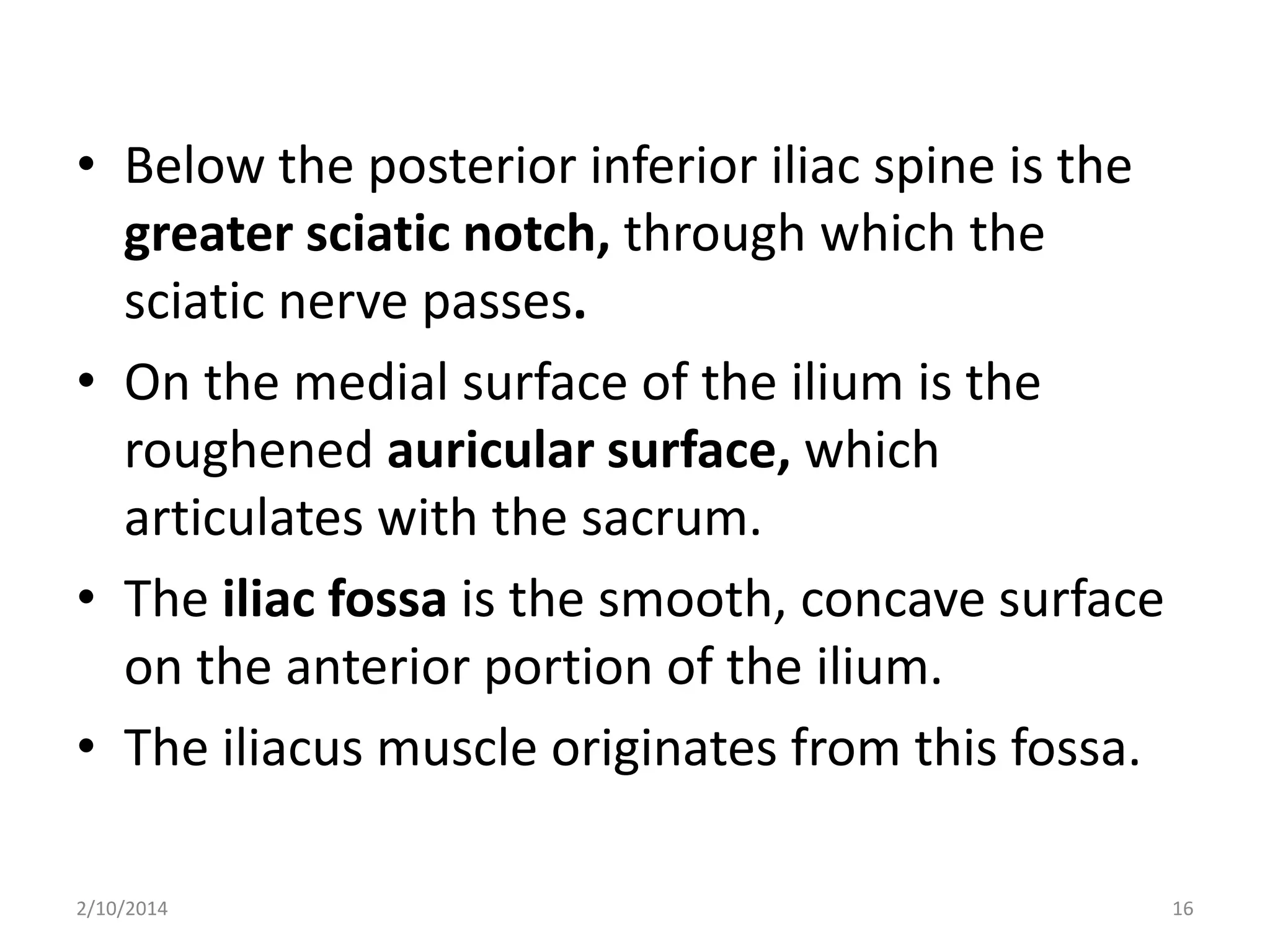 • Below the posterior inferior iliac spine is the
greater sciatic notch, through which the
sciatic nerve passes.
• On the medial surface of the ilium is the
roughened auricular surface, which
articulates with the sacrum.
• The iliac fossa is the smooth, concave surface
on the anterior portion of the ilium.
• The iliacus muscle originates from this fossa.
2/10/2014

16

 
