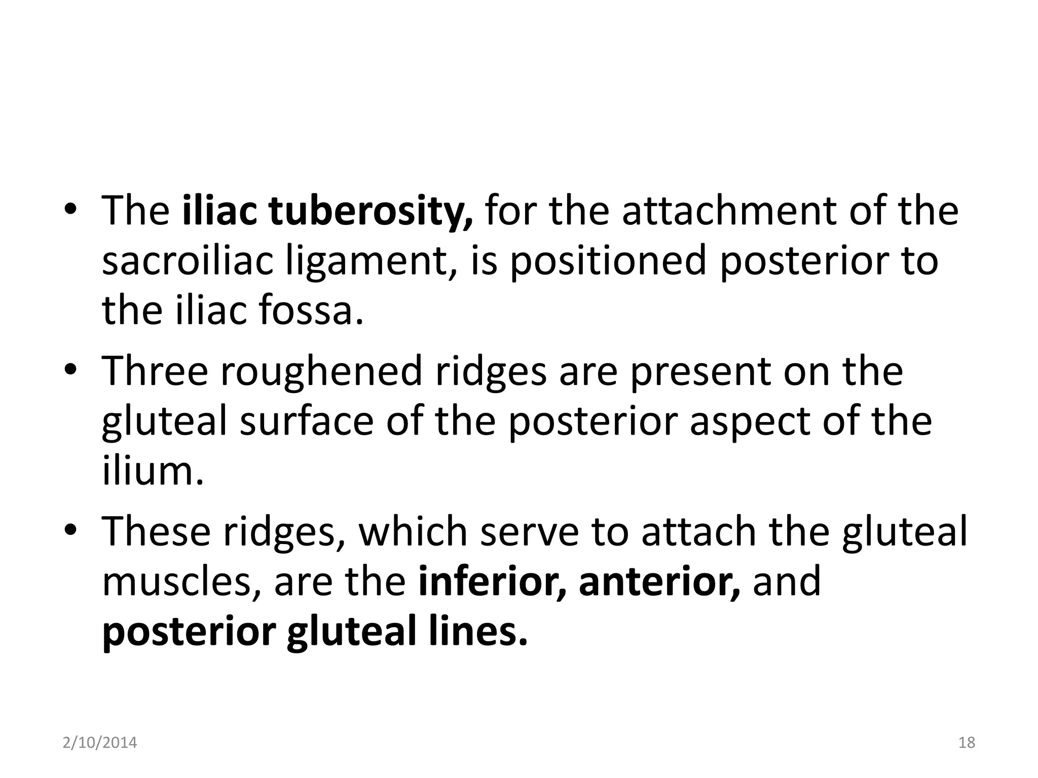 • The iliac tuberosity, for the attachment of the
sacroiliac ligament, is positioned posterior to
the iliac fossa.
• Three roughened ridges are present on the
gluteal surface of the posterior aspect of the
ilium.
• These ridges, which serve to attach the gluteal
muscles, are the inferior, anterior, and
posterior gluteal lines.
2/10/2014

18

 