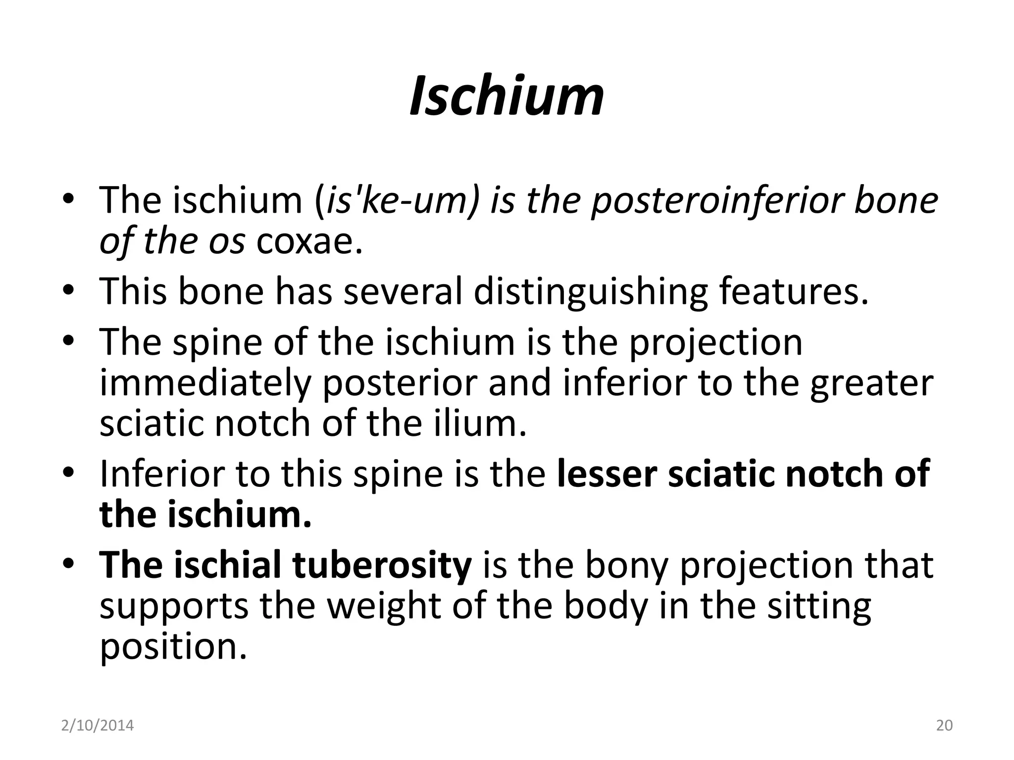 Ischium
• The ischium (is'ke-um) is the posteroinferior bone
of the os coxae.
• This bone has several distinguishing features.
• The spine of the ischium is the projection
immediately posterior and inferior to the greater
sciatic notch of the ilium.
• Inferior to this spine is the lesser sciatic notch of
the ischium.
• The ischial tuberosity is the bony projection that
supports the weight of the body in the sitting
position.
2/10/2014

20

 