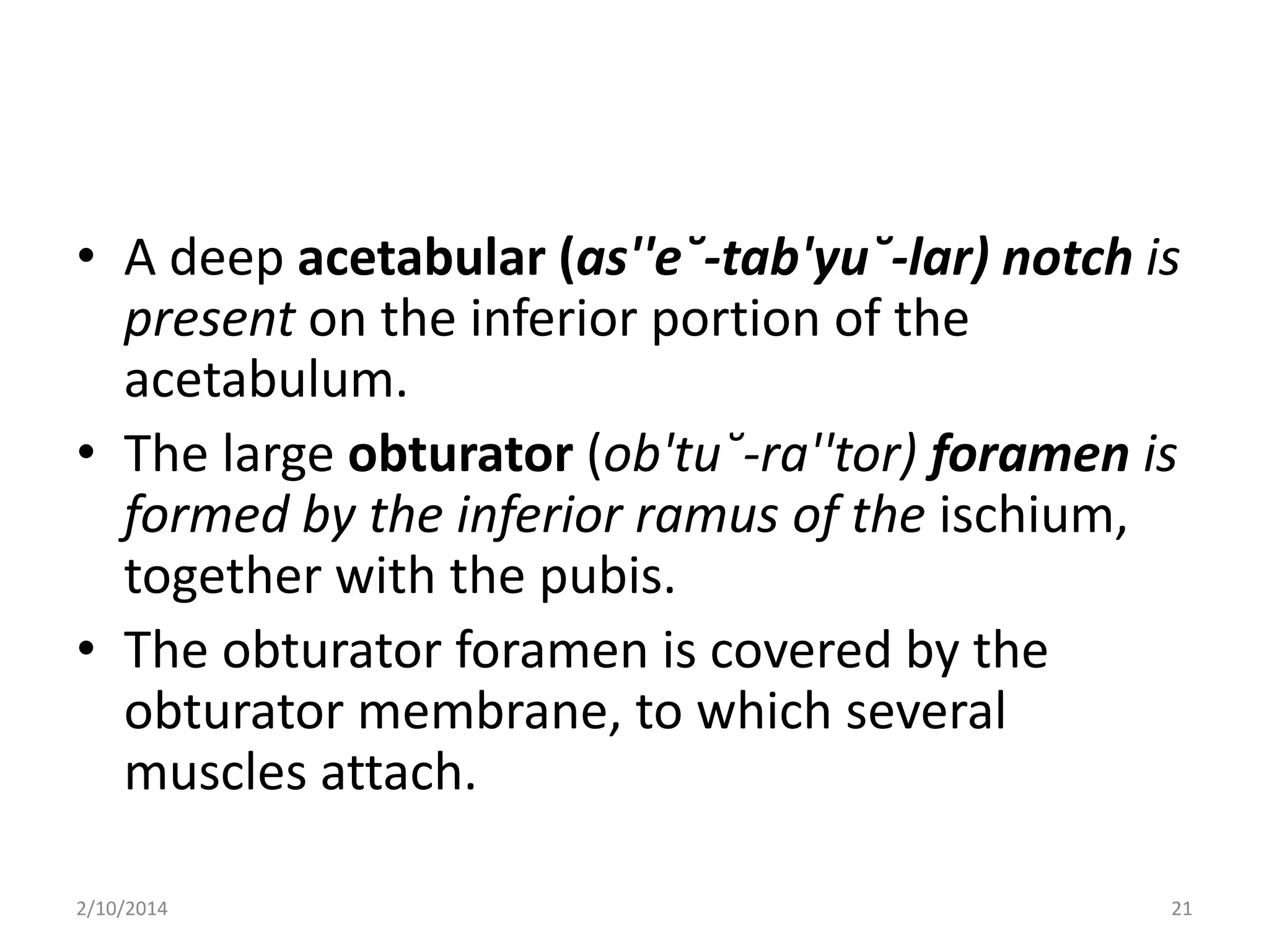 • A deep acetabular (as''e˘-tab'yu˘-lar) notch is
present on the inferior portion of the
acetabulum.
• The large obturator (ob'tu˘-ra''tor) foramen is
formed by the inferior ramus of the ischium,
together with the pubis.
• The obturator foramen is covered by the
obturator membrane, to which several
muscles attach.
2/10/2014

21

 