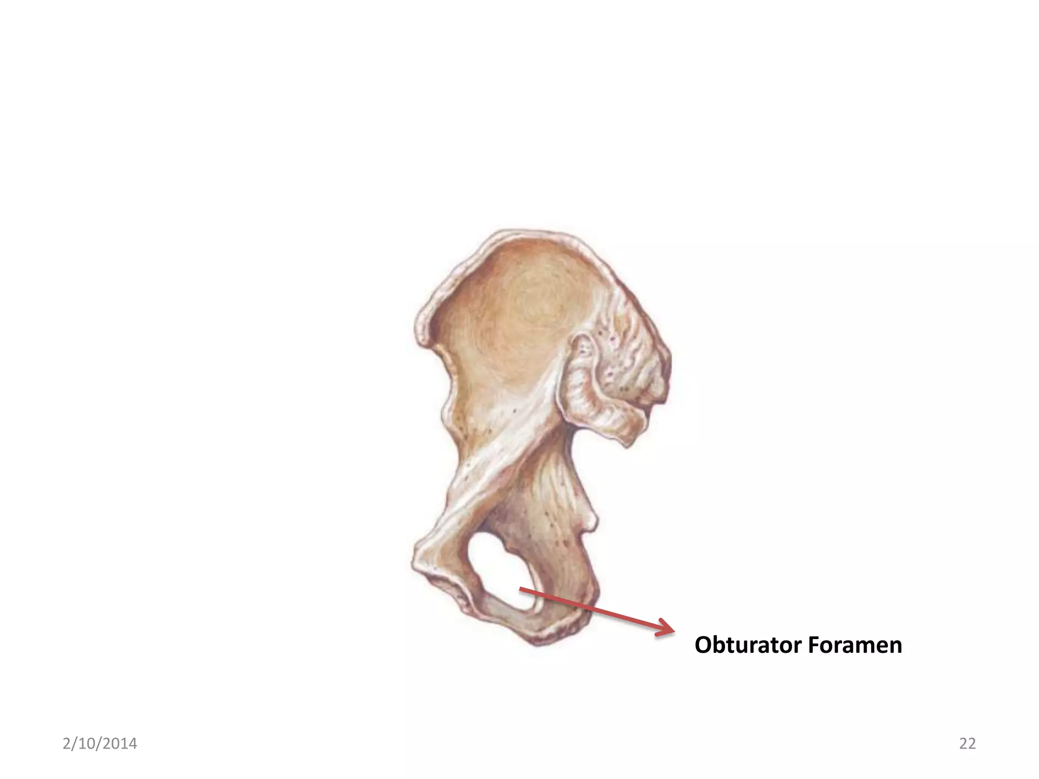 Obturator Foramen

2/10/2014

22

 