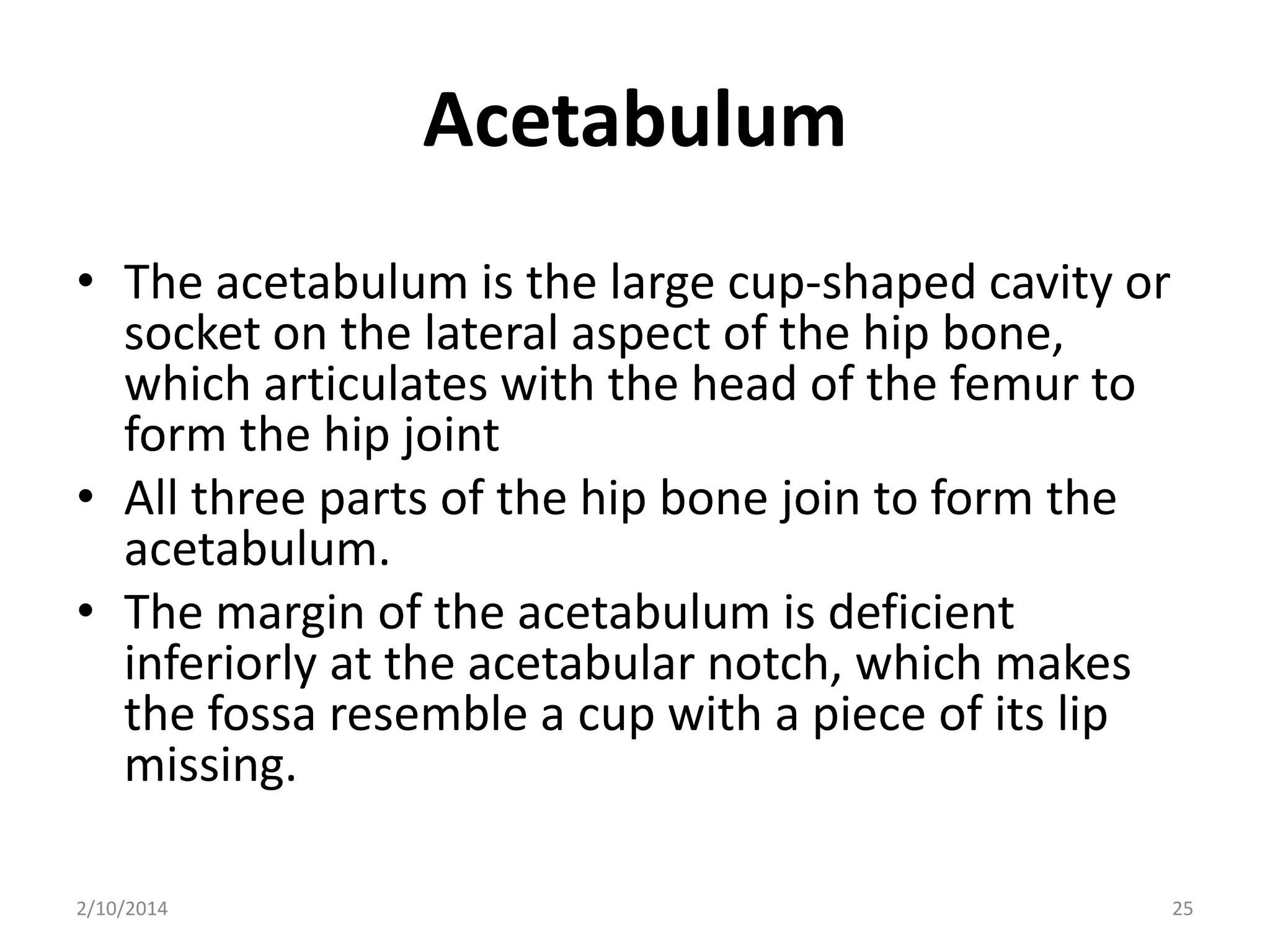 Acetabulum
• The acetabulum is the large cup-shaped cavity or
socket on the lateral aspect of the hip bone,
which articulates with the head of the femur to
form the hip joint
• All three parts of the hip bone join to form the
acetabulum.
• The margin of the acetabulum is deficient
inferiorly at the acetabular notch, which makes
the fossa resemble a cup with a piece of its lip
missing.
2/10/2014

25

 