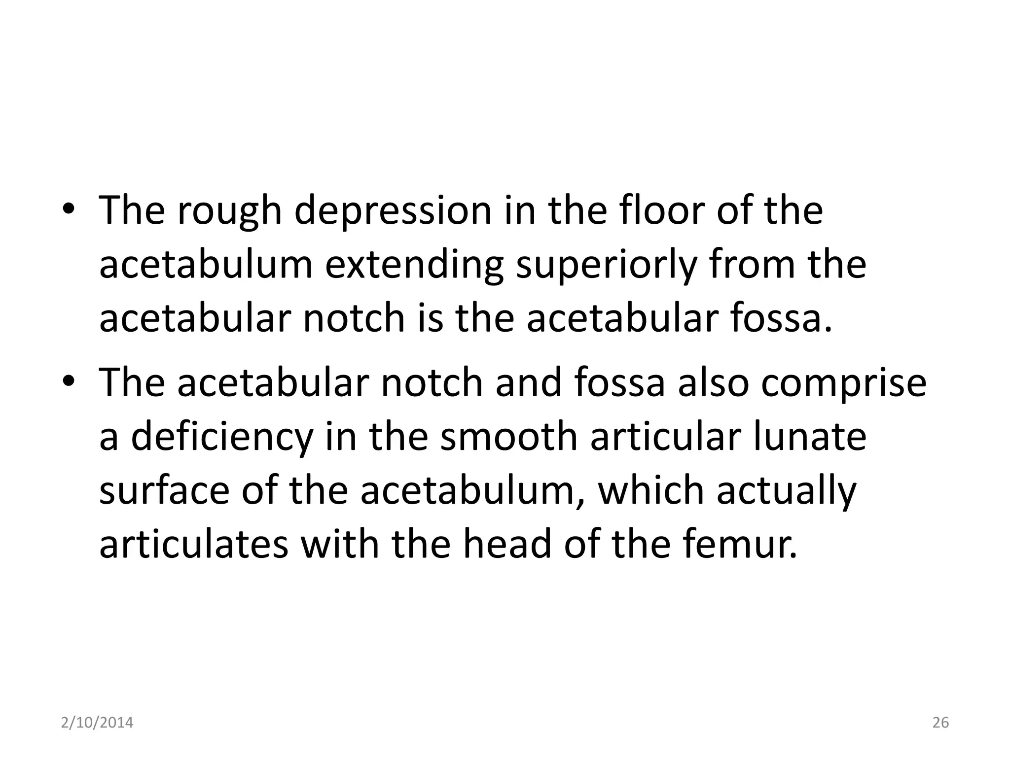 • The rough depression in the floor of the
acetabulum extending superiorly from the
acetabular notch is the acetabular fossa.
• The acetabular notch and fossa also comprise
a deficiency in the smooth articular lunate
surface of the acetabulum, which actually
articulates with the head of the femur.

2/10/2014

26

 
