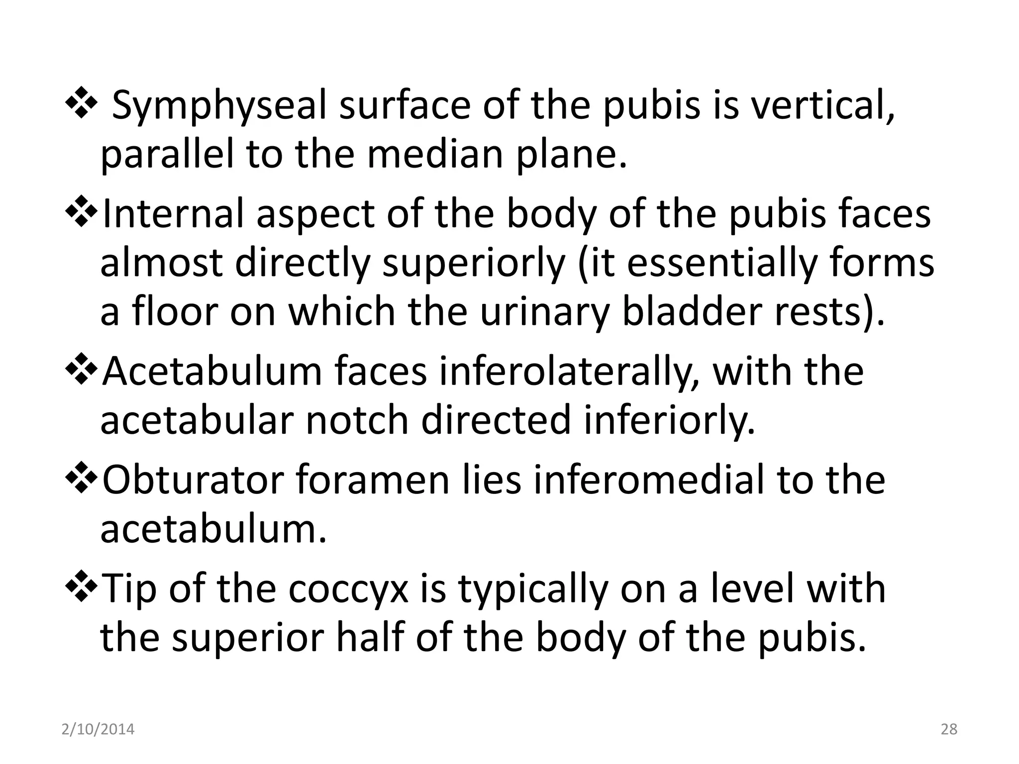  Symphyseal surface of the pubis is vertical,
parallel to the median plane.
Internal aspect of the body of the pubis faces
almost directly superiorly (it essentially forms
a floor on which the urinary bladder rests).
Acetabulum faces inferolaterally, with the
acetabular notch directed inferiorly.
Obturator foramen lies inferomedial to the
acetabulum.
Tip of the coccyx is typically on a level with
the superior half of the body of the pubis.
2/10/2014

28

 