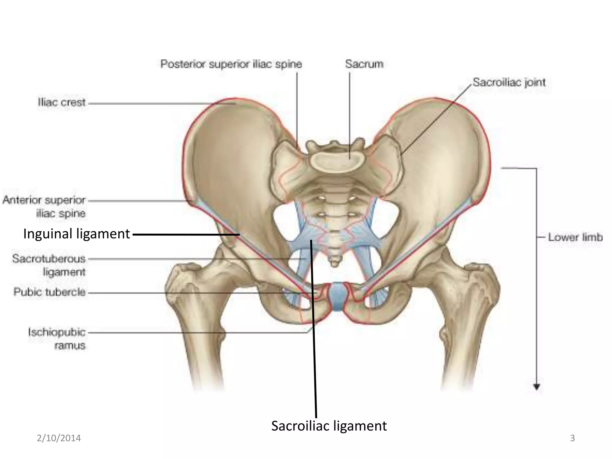 Inguinal ligament

2/10/2014

Sacroiliac ligament

3

 