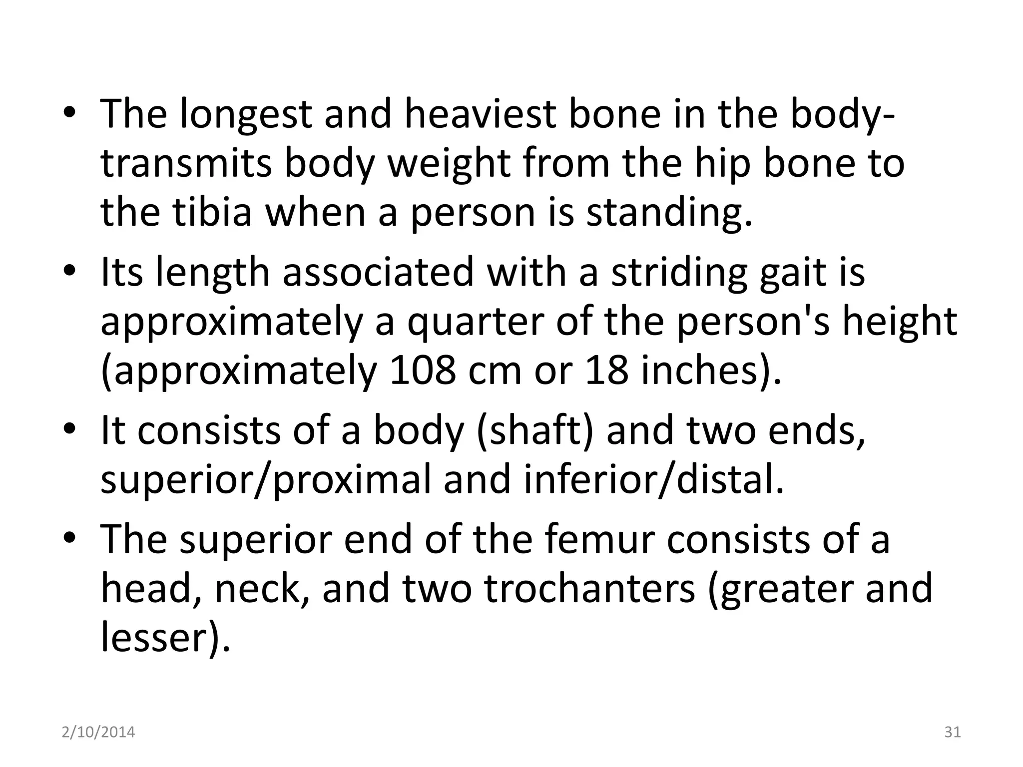 • The longest and heaviest bone in the bodytransmits body weight from the hip bone to
the tibia when a person is standing.
• Its length associated with a striding gait is
approximately a quarter of the person's height
(approximately 108 cm or 18 inches).
• It consists of a body (shaft) and two ends,
superior/proximal and inferior/distal.
• The superior end of the femur consists of a
head, neck, and two trochanters (greater and
lesser).
2/10/2014

31

 