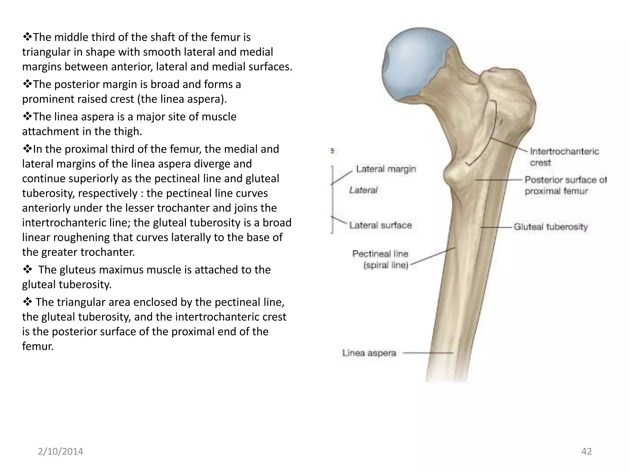The middle third of the shaft of the femur is
triangular in shape with smooth lateral and medial
margins between anterior, lateral and medial surfaces.
The posterior margin is broad and forms a
prominent raised crest (the linea aspera).
The linea aspera is a major site of muscle
attachment in the thigh.
In the proximal third of the femur, the medial and
lateral margins of the linea aspera diverge and
continue superiorly as the pectineal line and gluteal
tuberosity, respectively : the pectineal line curves
anteriorly under the lesser trochanter and joins the
intertrochanteric line; the gluteal tuberosity is a broad
linear roughening that curves laterally to the base of
the greater trochanter.
 The gluteus maximus muscle is attached to the
gluteal tuberosity.
 The triangular area enclosed by the pectineal line,
the gluteal tuberosity, and the intertrochanteric crest
is the posterior surface of the proximal end of the
femur.

2/10/2014

42

 