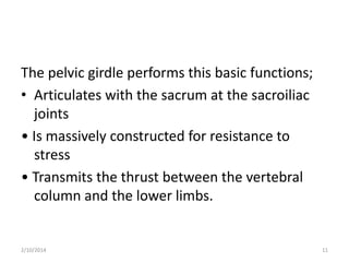 The pelvic girdle performs this basic functions;
• Articulates with the sacrum at the sacroiliac
joints
• Is massively constructed for resistance to
stress
• Transmits the thrust between the vertebral
column and the lower limbs.

2/10/2014

11

 