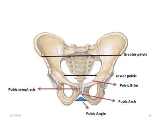 Greater pelvis

Lesser pelvis
Pelvic Brim
Pubic symphysis
Pubic Arch

2/10/2014

Pubic Angle

14

 
