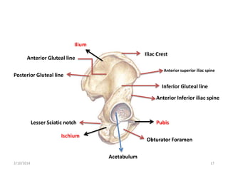 Ilium
Iliac Crest

Anterior Gluteal line

Anterior superior iliac spine

Posterior Gluteal line

Inferior Gluteal line

Anterior Inferior iliac spine

Lesser Sciatic notch

Pubis

Ischium

Obturator Foramen
Acetabulum

2/10/2014

17

 