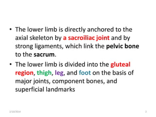 • The lower limb is directly anchored to the
axial skeleton by a sacroiliac joint and by
strong ligaments, which link the pelvic bone
to the sacrum.
• The lower limb is divided into the gluteal
region, thigh, leg, and foot on the basis of
major joints, component bones, and
superficial landmarks
2/10/2014

2

 