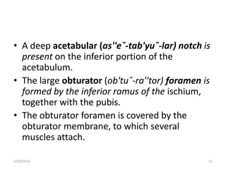 • A deep acetabular (as''e˘-tab'yu˘-lar) notch is
present on the inferior portion of the
acetabulum.
• The large obturator (ob'tu˘-ra''tor) foramen is
formed by the inferior ramus of the ischium,
together with the pubis.
• The obturator foramen is covered by the
obturator membrane, to which several
muscles attach.
2/10/2014

21

 