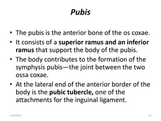 Pubis
• The pubis is the anterior bone of the os coxae.
• It consists of a superior ramus and an inferior
ramus that support the body of the pubis.
• The body contributes to the formation of the
symphysis pubis—the joint between the two
ossa coxae.
• At the lateral end of the anterior border of the
body is the pubic tubercle, one of the
attachments for the inguinal ligament.
2/10/2014

23

 