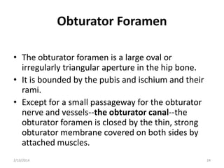 Obturator Foramen
• The obturator foramen is a large oval or
irregularly triangular aperture in the hip bone.
• It is bounded by the pubis and ischium and their
rami.
• Except for a small passageway for the obturator
nerve and vessels--the obturator canal--the
obturator foramen is closed by the thin, strong
obturator membrane covered on both sides by
attached muscles.
2/10/2014

24

 