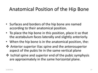 Anatomical Position of the Hip Bone
• Surfaces and borders of the hip bone are named
according to their anatomical position.
• To place the hip bone in this position, place it so that
the acetabulum faces laterally and slightly anteriorly.
• When the hip bone is in the anatomical position, the:
 Anterior superior iliac spine and the anterosuperior
aspect of the pubis lie in the same vertical plane
 Ischial spine and superior end of the pubic symphysis
are approximately in the same horizontal plane.
2/10/2014

27

 