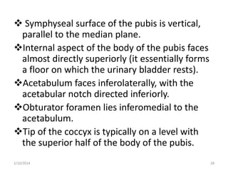  Symphyseal surface of the pubis is vertical,
parallel to the median plane.
Internal aspect of the body of the pubis faces
almost directly superiorly (it essentially forms
a floor on which the urinary bladder rests).
Acetabulum faces inferolaterally, with the
acetabular notch directed inferiorly.
Obturator foramen lies inferomedial to the
acetabulum.
Tip of the coccyx is typically on a level with
the superior half of the body of the pubis.
2/10/2014

28

 