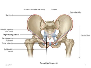Inguinal ligament

2/10/2014

Sacroiliac ligament

3

 