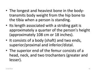 • The longest and heaviest bone in the bodytransmits body weight from the hip bone to
the tibia when a person is standing.
• Its length associated with a striding gait is
approximately a quarter of the person's height
(approximately 108 cm or 18 inches).
• It consists of a body (shaft) and two ends,
superior/proximal and inferior/distal.
• The superior end of the femur consists of a
head, neck, and two trochanters (greater and
lesser).
2/10/2014

31

 