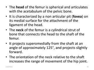 • The head of the femur is spherical and articulates
with the acetabulum of the pelvic bone.
• It is characterized by a non articular pit (fovea) on
its medial surface for the attachment of the
ligament of the head.
• The neck of the femur is a cylindrical strut of
bone that connects the head to the shaft of the
femur.
• It projects superomedially from the shaft at an
angle of approximately 125°, and projects slightly
forward.
• The orientation of the neck relative to the shaft
increases the range of movement of the hip joint.
2/10/2014

33

 