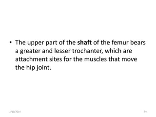 • The upper part of the shaft of the femur bears
a greater and lesser trochanter, which are
attachment sites for the muscles that move
the hip joint.

2/10/2014

34

 