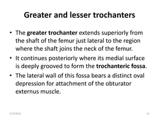 Greater and lesser trochanters
• The greater trochanter extends superiorly from
the shaft of the femur just lateral to the region
where the shaft joins the neck of the femur.
• It continues posteriorly where its medial surface
is deeply grooved to form the trochanteric fossa.
• The lateral wall of this fossa bears a distinct oval
depression for attachment of the obturator
externus muscle.

2/10/2014

35

 