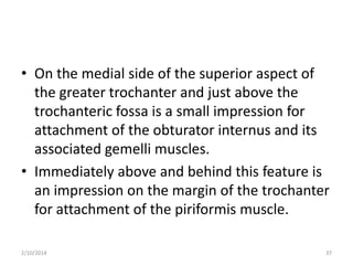 • On the medial side of the superior aspect of
the greater trochanter and just above the
trochanteric fossa is a small impression for
attachment of the obturator internus and its
associated gemelli muscles.
• Immediately above and behind this feature is
an impression on the margin of the trochanter
for attachment of the piriformis muscle.
2/10/2014

37

 