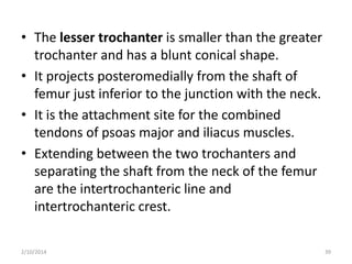 • The lesser trochanter is smaller than the greater
trochanter and has a blunt conical shape.
• It projects posteromedially from the shaft of
femur just inferior to the junction with the neck.
• It is the attachment site for the combined
tendons of psoas major and iliacus muscles.
• Extending between the two trochanters and
separating the shaft from the neck of the femur
are the intertrochanteric line and
intertrochanteric crest.
2/10/2014

39

 